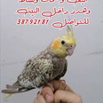 الصورة الأولى