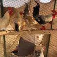 الصورة الأولى