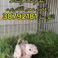 الصورة الأولى