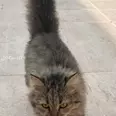 الصورة الأولى