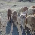 الصورة الأولى