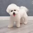 الصورة الأولى