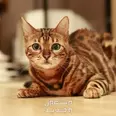 الصورة الأولى