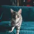 الصورة الأولى