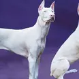 الصورة الأولى