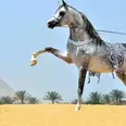 الصورة الأولى