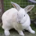 First Image
