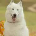 First Image