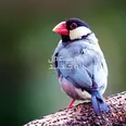 الصورة الأولى