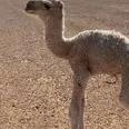 الصورة الأولى