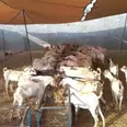 الصورة الأولى