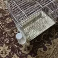 First Image