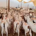 الصورة الأولى