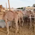 الصورة الأولى