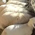 الصورة الأولى
