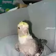 الصورة الأولى