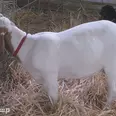 الصورة الأولى