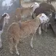 الصورة الأولى
