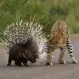 الصورة الأولى