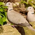 الصورة الأولى