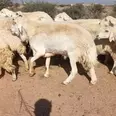 الصورة الأولى