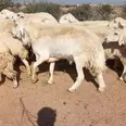 الصورة الأولى
