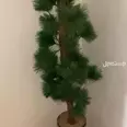 الصورة الأولى