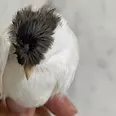 الصورة الأولى