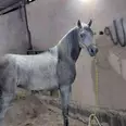الصورة الأولى