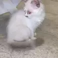 الصورة الأولى