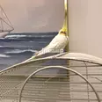 الصورة الأولى