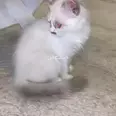 الصورة الأولى