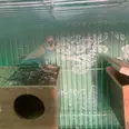First Image
