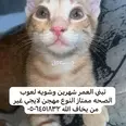 الصورة الأولى