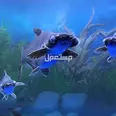 الصورة الأولى