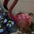 الصورة الأولى