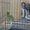 First Image