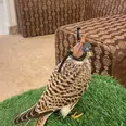 الصورة الأولى