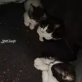 الصورة الأولى