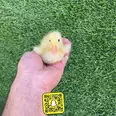الصورة الأولى