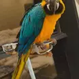الصورة الأولى