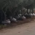 الصورة الأولى