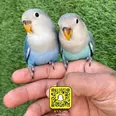 الصورة الأولى