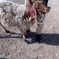 الصورة الأولى