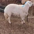 الصورة الأولى