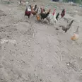 الصورة الأولى