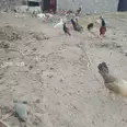 الصورة الأولى