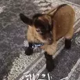 الصورة الأولى