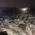 الصورة الأولى
