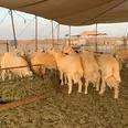 الصورة الأولى